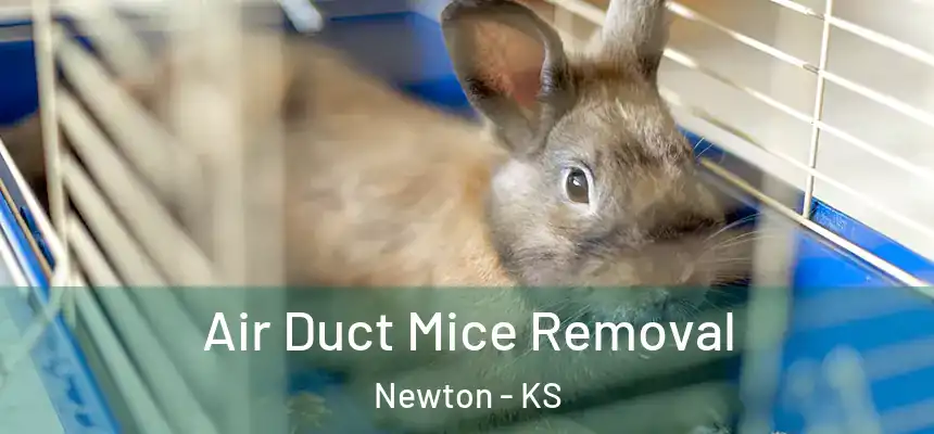  Air Duct Mice Removal Newton - KS